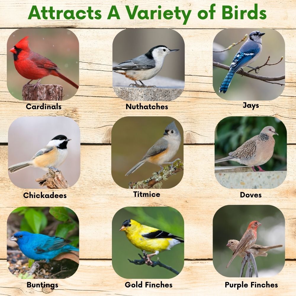 Backyard Birder's Wild Bird Seed Blend